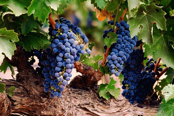 автохтонные сорта.jpg автохтонные сорта.jpg