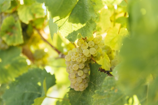 кукур крымский сорт винограда.jpg кукур крымский сорт винограда.jpg